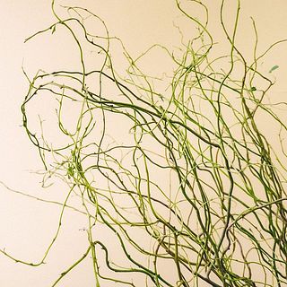 枝先はお届けの際に黒く変色していることがありますが、品質に問題はありません。ご了承ください。