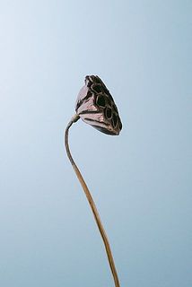 蓮はドライの状態でお届け。1本お届けします。折れやすいのでご注意ください。