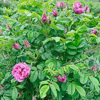 中国が原産の食香バラ。なんと千年の歴史があります🌹