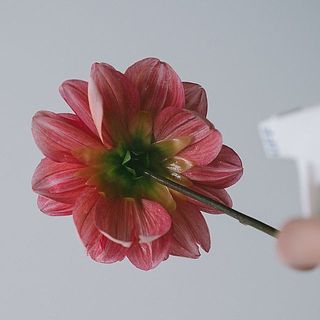 フラワーベールの使い方は簡単。花びらの裏側に、水が滴るくらいたっぷり吹きかけてみて（写真に写っているダリアは別の品種です）。