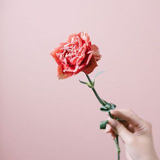 カーネーション「ファーベラ」