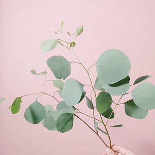 ユーカリ「ポポラス」