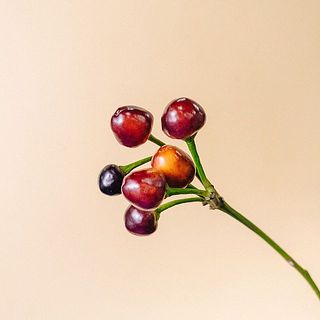 コニカルの色には個体差がございます。一部茶色くなってることも。