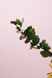 シンフォリカルポスは小さめの実がついています。落ちやすい特性も。
