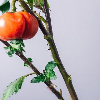 実は下の方についていることも。特性上ご了承ください。花瓶に納まらないときはハサミで切ってテーブルや棚に飾るのもおすすめです。