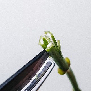 紫陽花は茎の先を十字にカットし、中の白いワタの部分を取りのぞいてあげると水の吸い上げがよくなります。