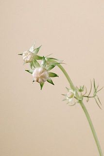 コスモスは蕾のまま咲かない場合もあります。ご了承ください。