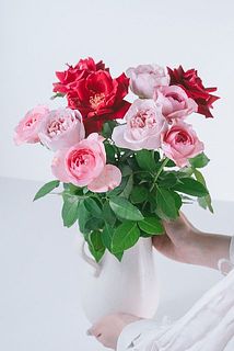 摘みたてを発送していますが、開花状態は品種や個体によって違いがあります。つぼみから満開まで、色々な姿のバラをお楽しみください。