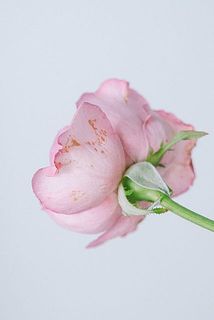花びらは一部傷がついていることがございます。気になる場合は優しく取り除いてあげましょう。