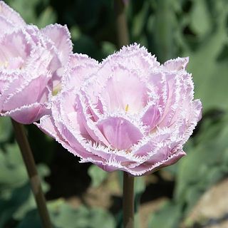 開花した様子。ふりっふりでかわいすぎる！