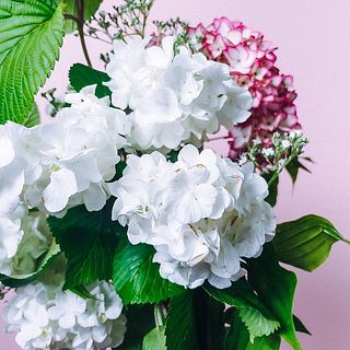 花びらが繊細なため、一部茶色く変色していることも。気になる場合はやさしく取り除いてください。