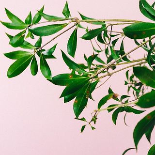 アセビの葉には虫食いの跡や斑点のようなものがございますが品質に問題はございません。