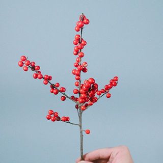 ウィンターベリーの実はぽろぽろ落ちやすいです。