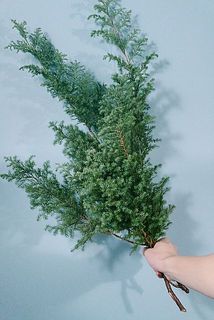 ひむろ杉🌲
