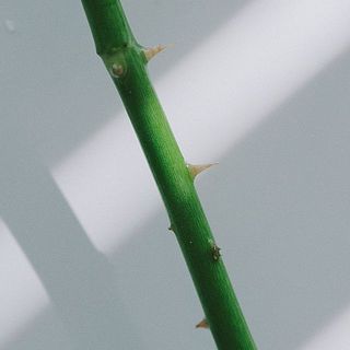 トゲが大変鋭いです。お取り扱いにはご注意ください。