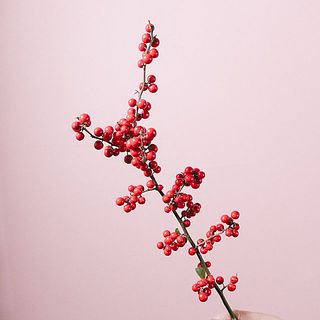 ウメモドキの実は落下しやすいのでご注意ください。