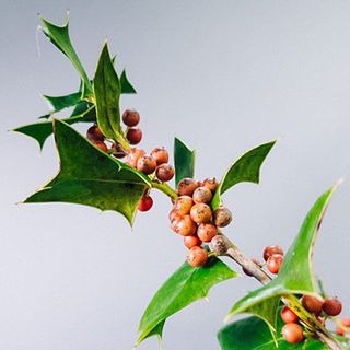 クリスマスホーリーは露地栽培のため、実の色には個体差がございます。