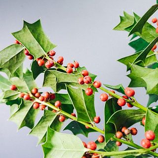 葉や実に黒い斑点がある場合がござます。気になる場合は優しく取り除いてください。