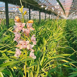広いハウスに一面のシンビジウム。ほのかに甘い香りが広がる品種も。