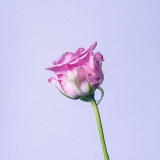 バラの外側の花びらは傷が付いていることも。内側を守る役割のため、そのままお届けします。気になる場合は優しく取ってあげてください。