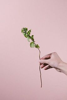 ミントは30cmほど。やや短めです