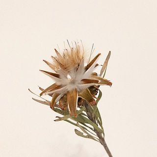 プルモサスのふわふわの状態※咲かない可能性もあります