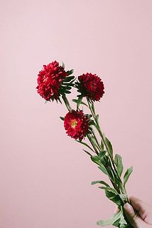 アスター