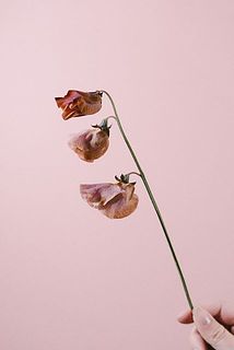 スイートピー「ブロンズ」染めのお花なので切り口から染料がつく可能性も。
