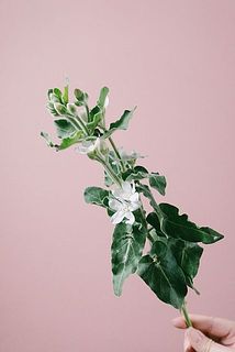 ホワイトスターは茎を切ると白い液が出てくるので軽くすすいでから飾ってください。