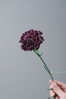 カーネーション