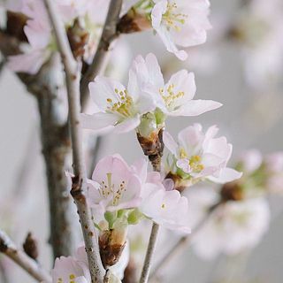 桜の開花イメージ。淡いピンク色の花がかわいい🌸