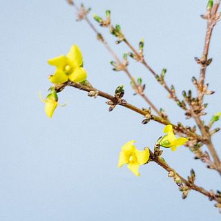 レンギョウの開花イメージ💛