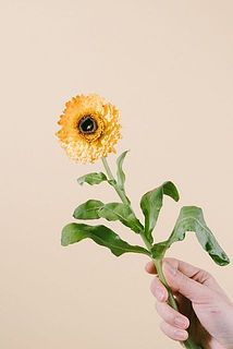 キンセンカはほんのり甘い香り。