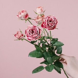 「チアフル」花びらの表と裏で表情が違います。花付きには個体差があります。