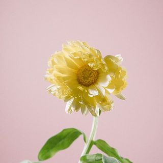 カレンジュラの色合いには個体差があります。