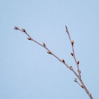 枝ぶりには個体差がござます。