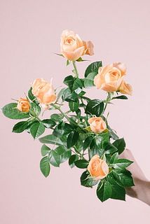 「ジューシーテラッツァ」ころんとした姿がかわいい🍊