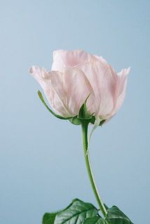 バラの外側の花びらには傷や変色がある可能性も。気になる場合優しく外してください（写真は別の品種です）。