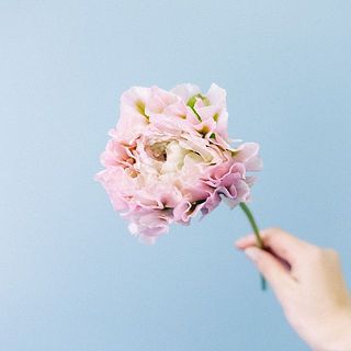 ハーマイオニーの色味は個体差がございます。