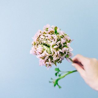 もこもこな姿がかわいい🥰少しづつ開花します。