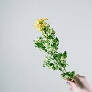 菜の花