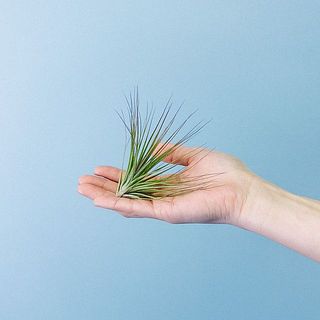お届け例「ストリクタ」