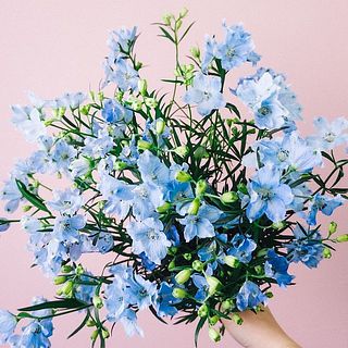 花弁には斑点があることもございますが、品質に問題ございません。