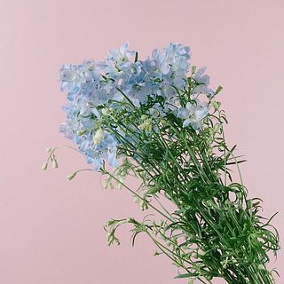 下葉は取らずにお届けしています。　届いたらなるべく取り除きましょう。