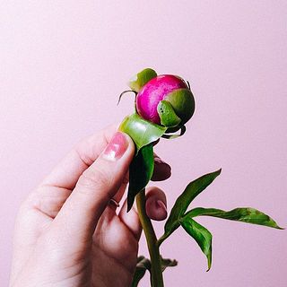 外側の花びらを少しむいてあげると、咲きやすくなるそう。