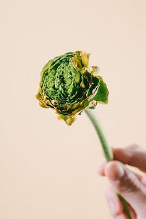 「ポンポンメルリーノ」または「ポンポンルナ」をお届け。