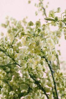 アオモジは白いお花が咲くかも🍿