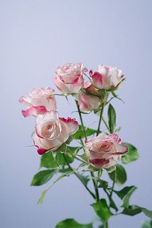 外側の花びらには傷や変色がある可能性も。気になる場合優しく外してください。