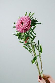 もこもこかわいいアスター
