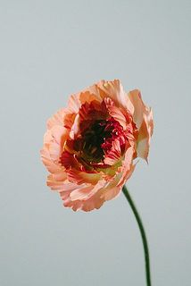 ふりふりのシャルロットが入っていたらラッキー✨
